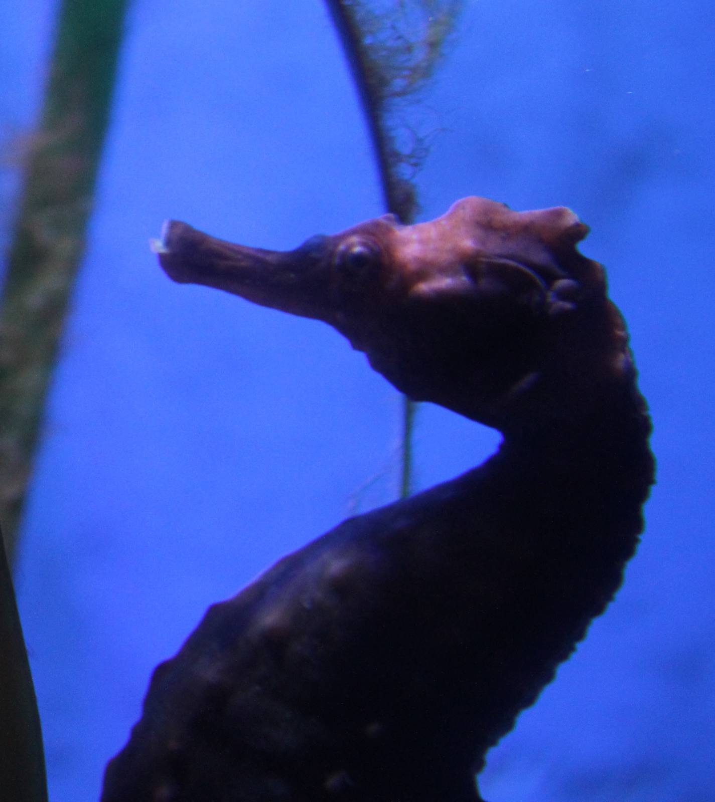 Sea horse species