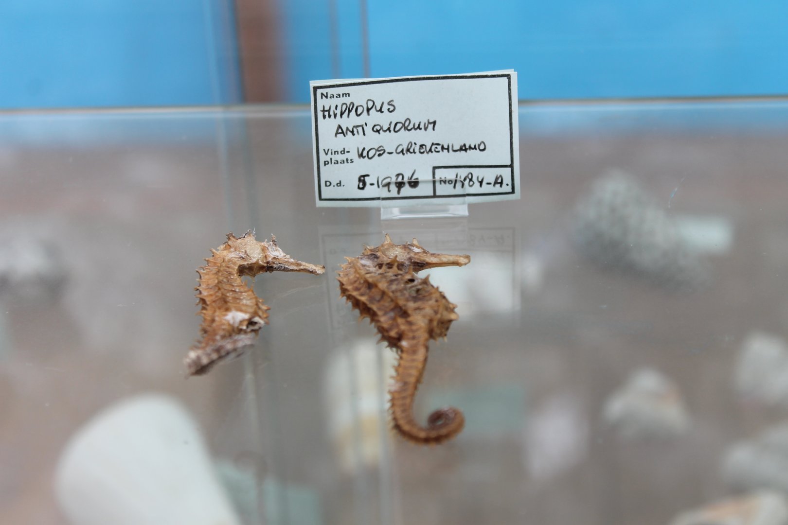 Sea-horse specimens