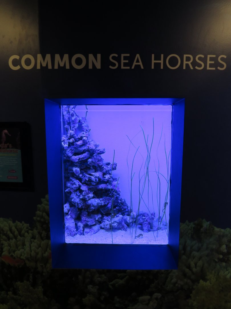 Sea horse tank
