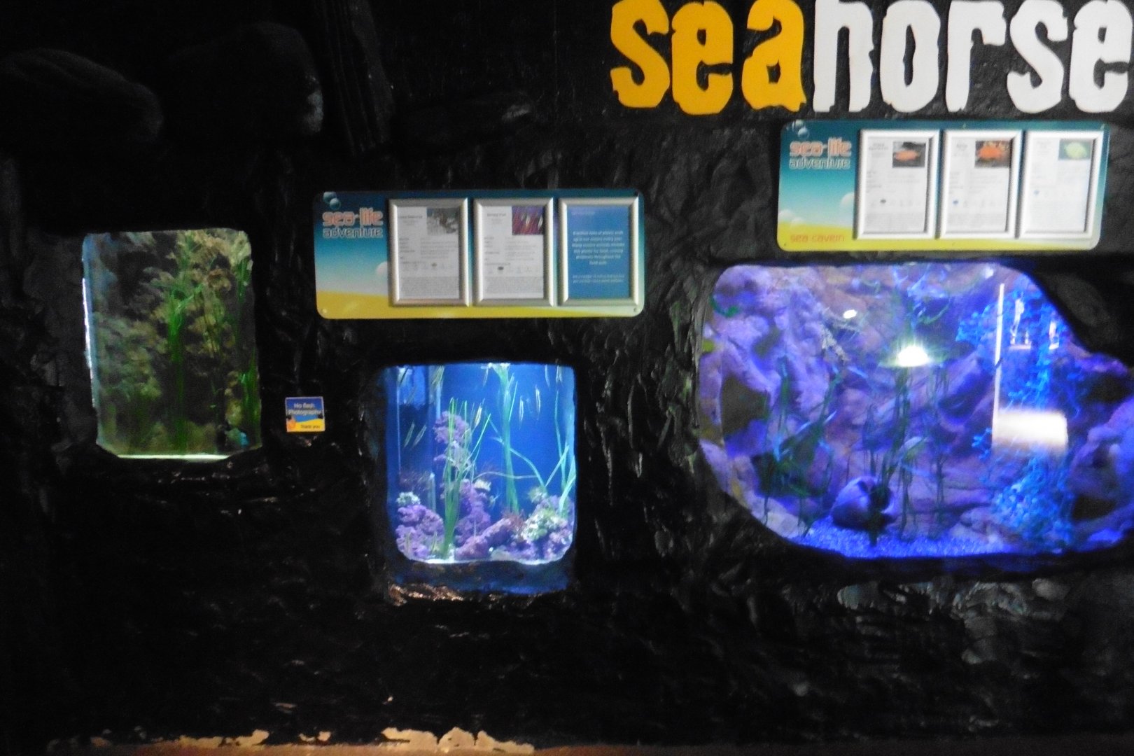 Sea Horse tanks