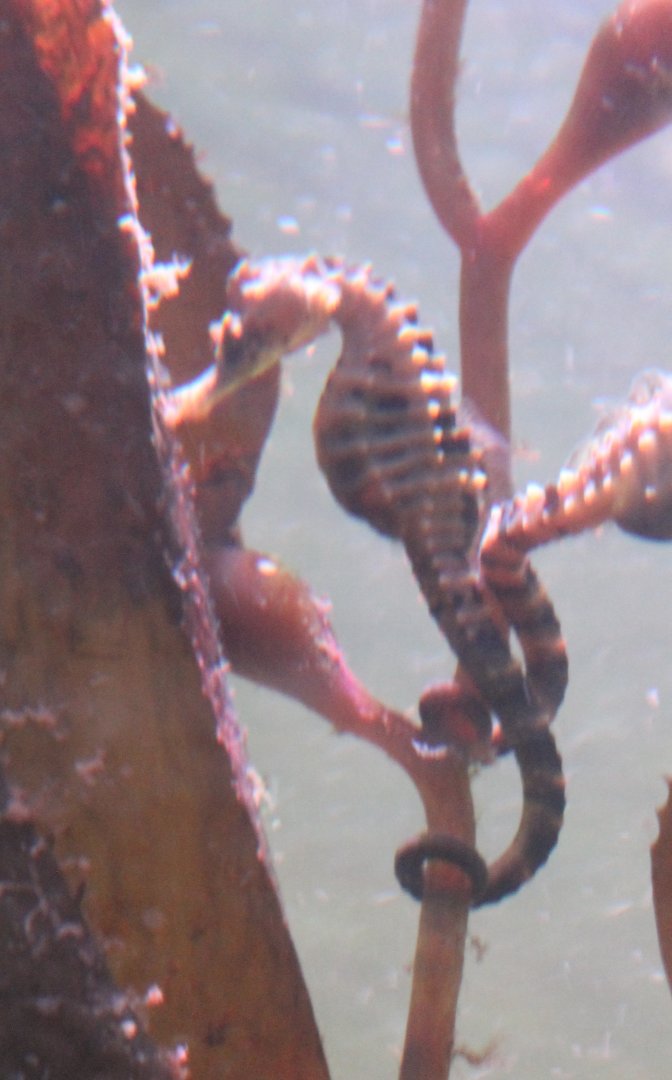 Sea-horse