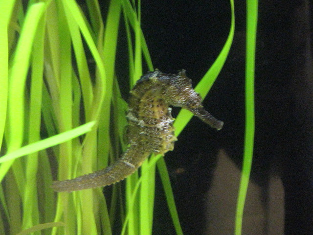 Sea Horse