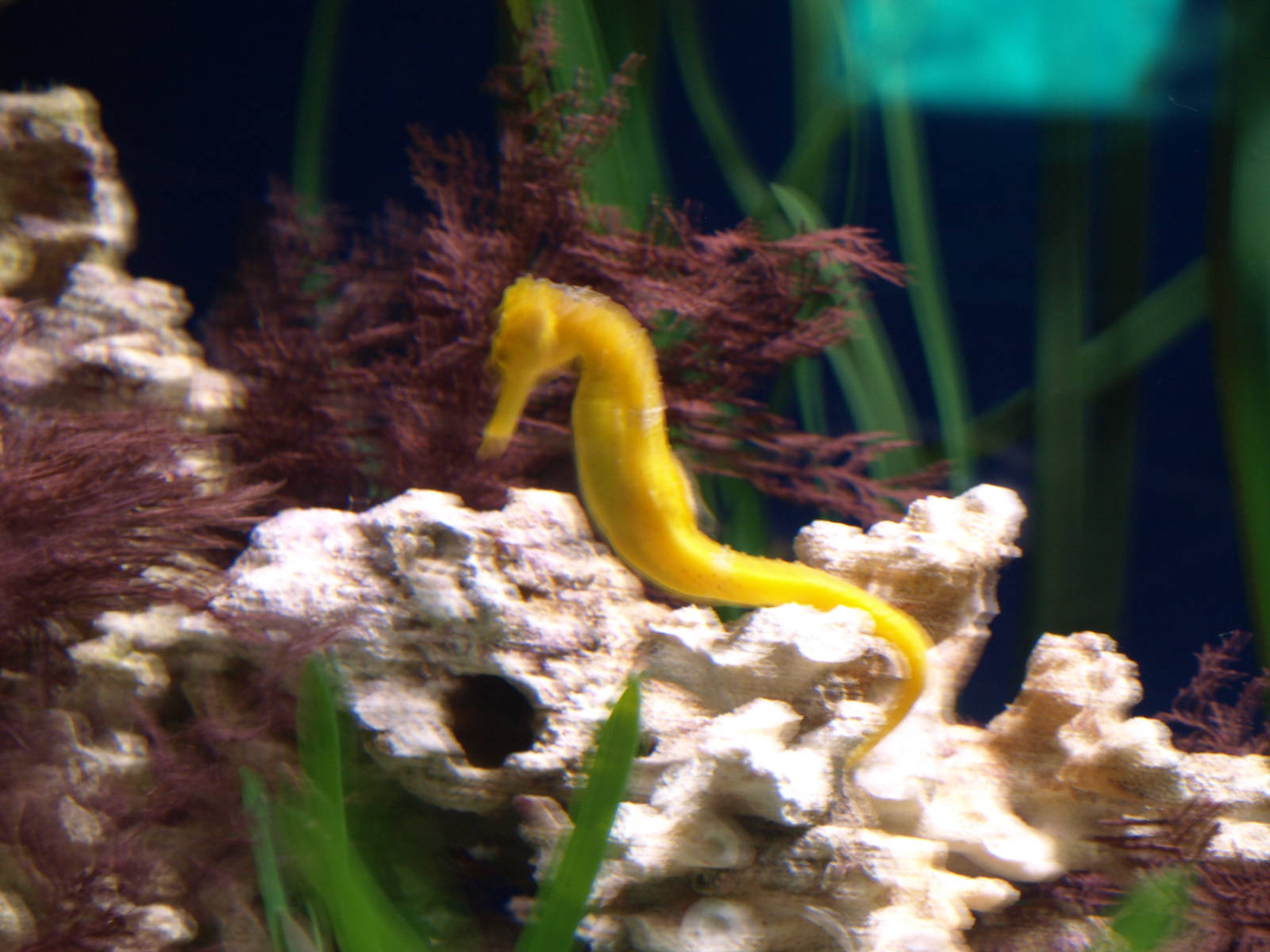 Sea horse
