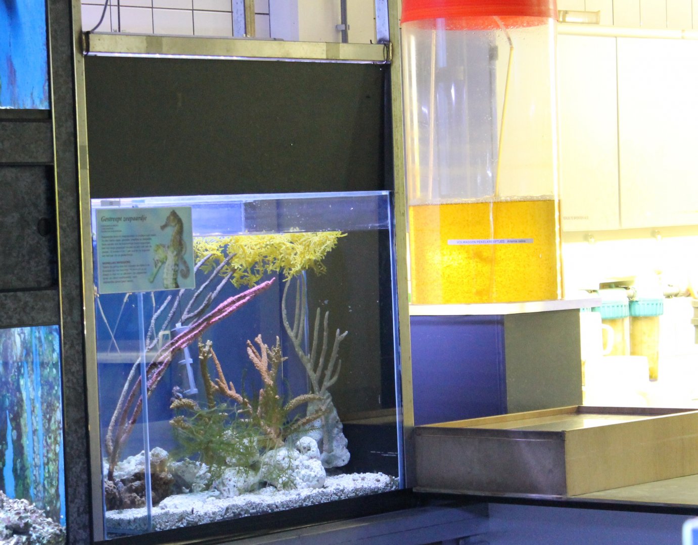 Sea-horses and Plankton-breeding