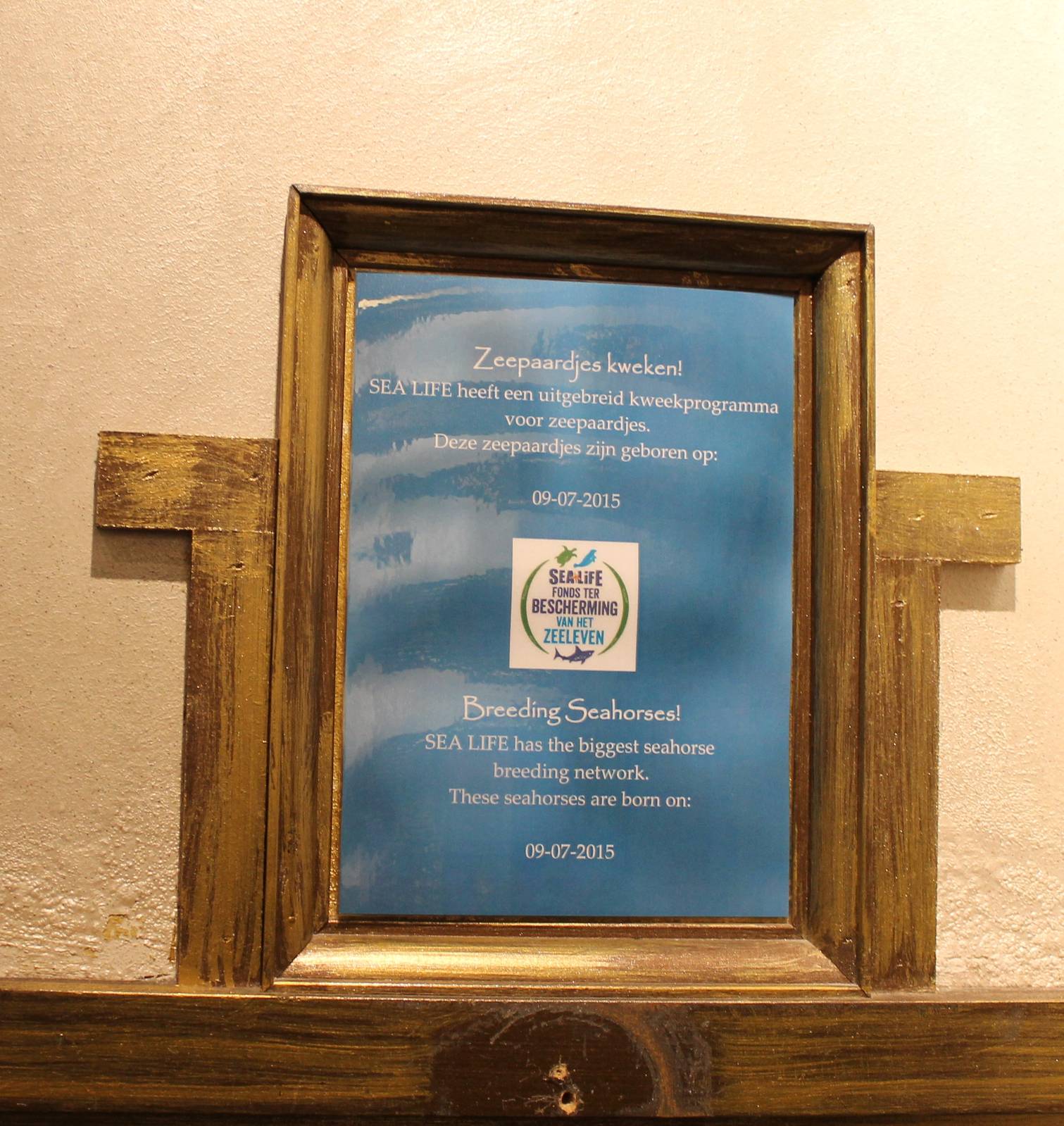 Sea horses birth sign