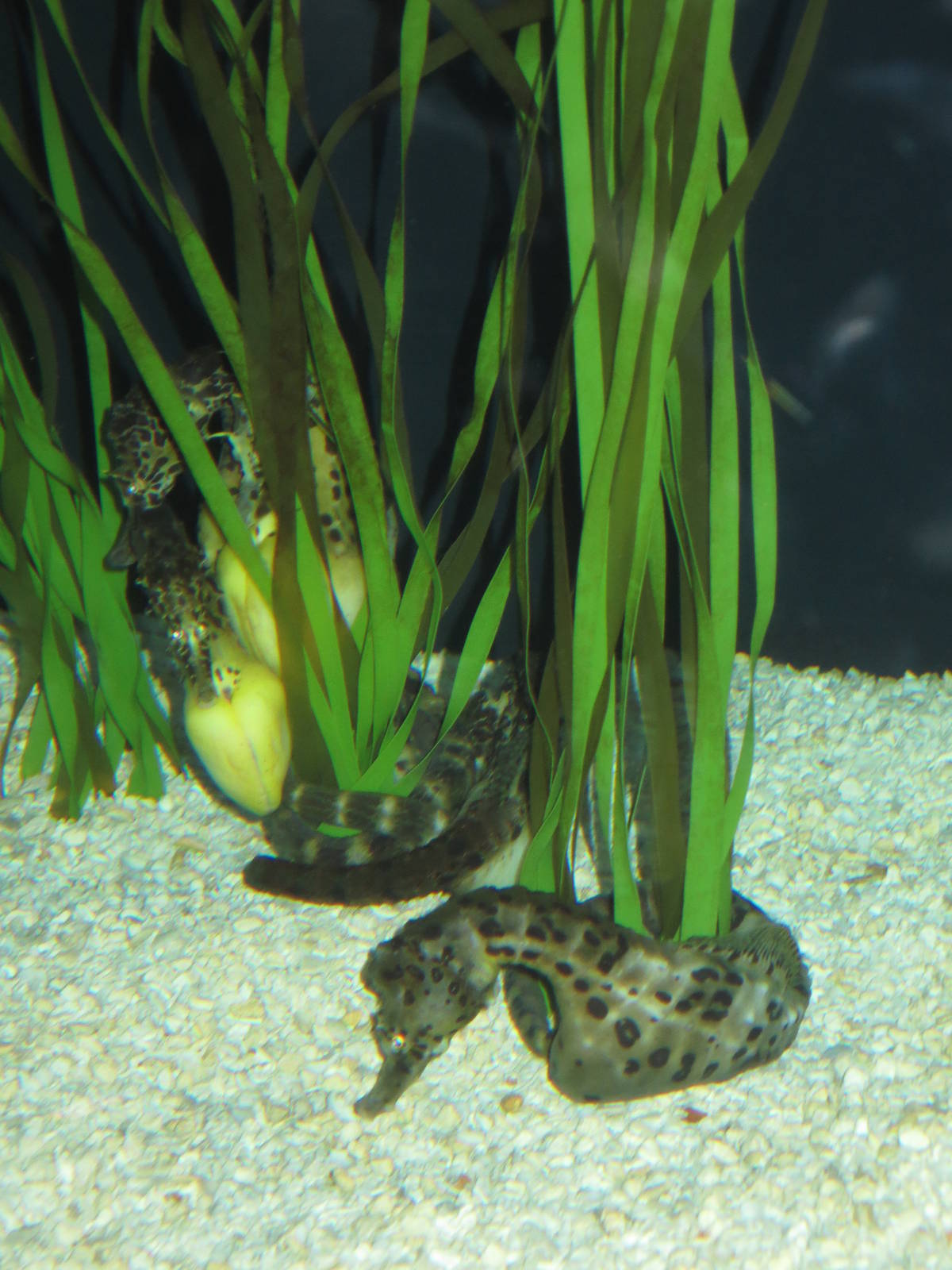 Sea Horses