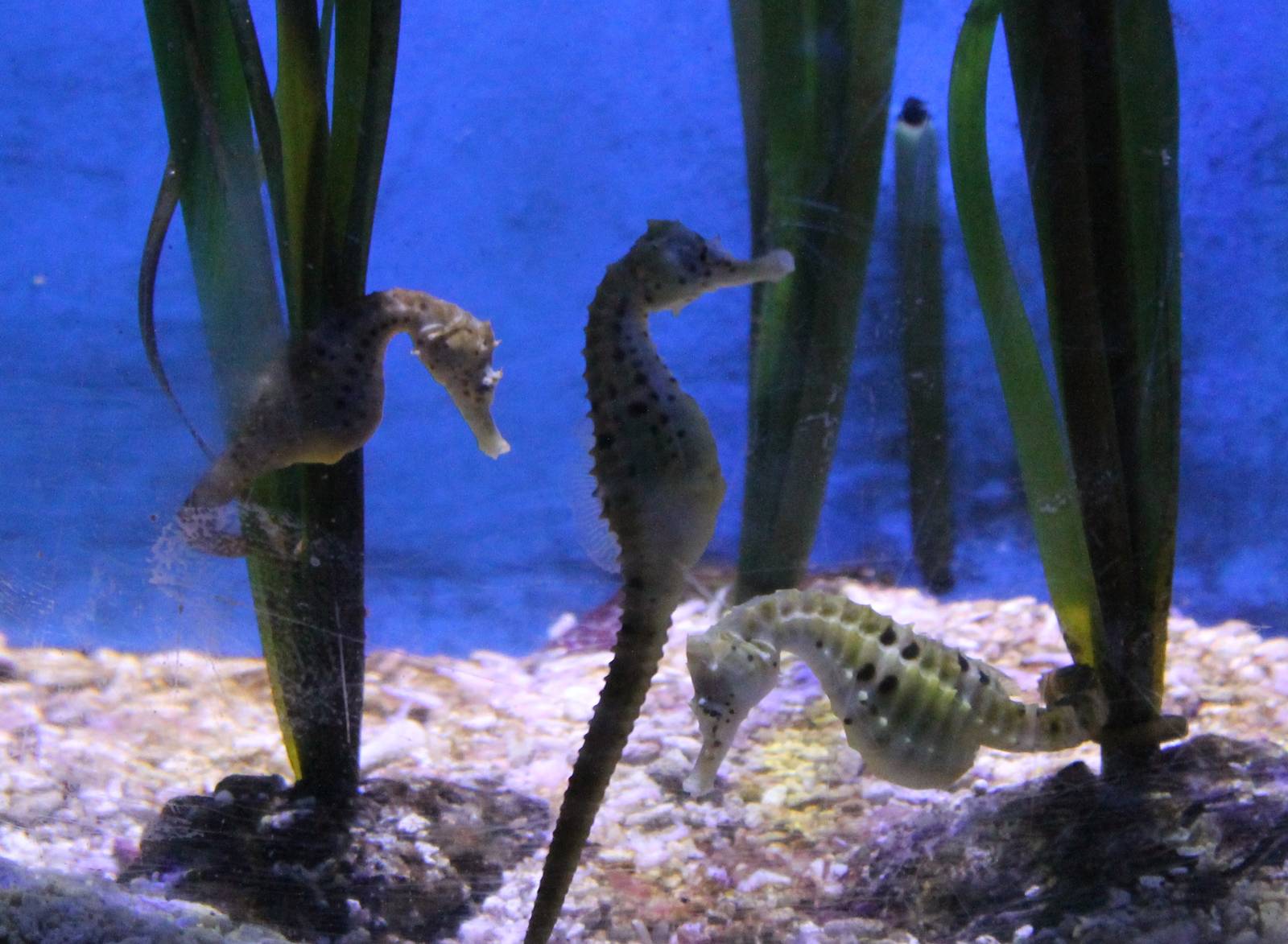 Sea horses