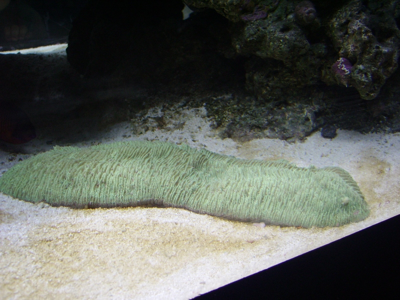 Sea Invertebrate - No Bone Zone