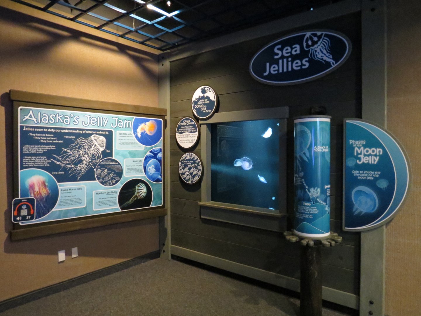 Sea Jellies Exhibit