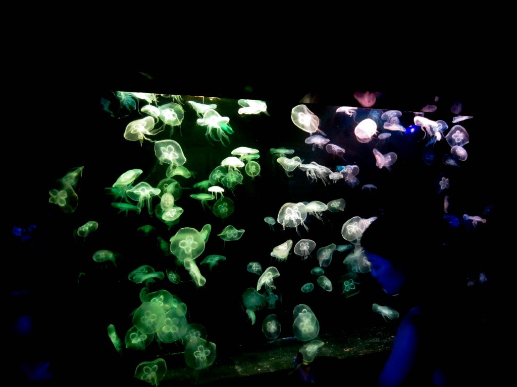Sea Jellies