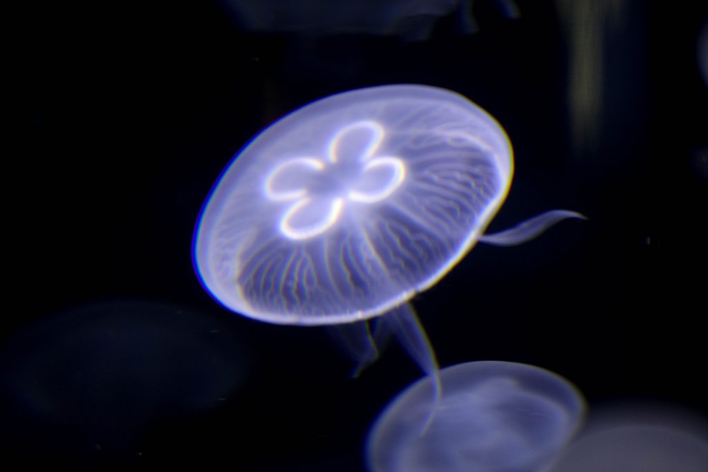 Sea Jelly