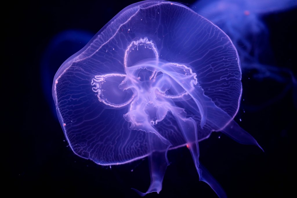 Sea Jelly