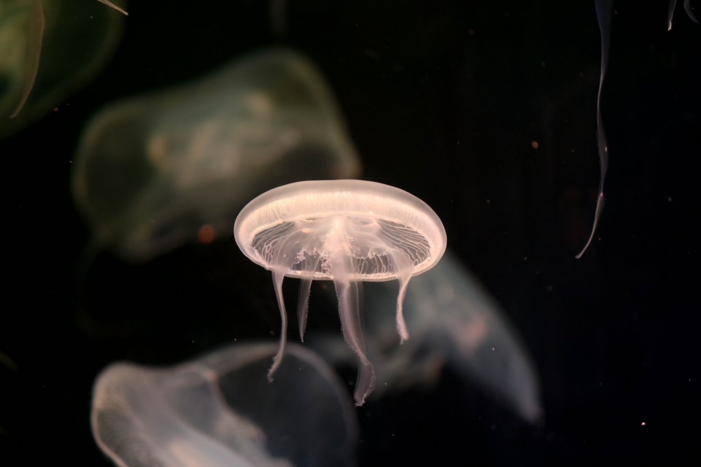 Sea Jelly