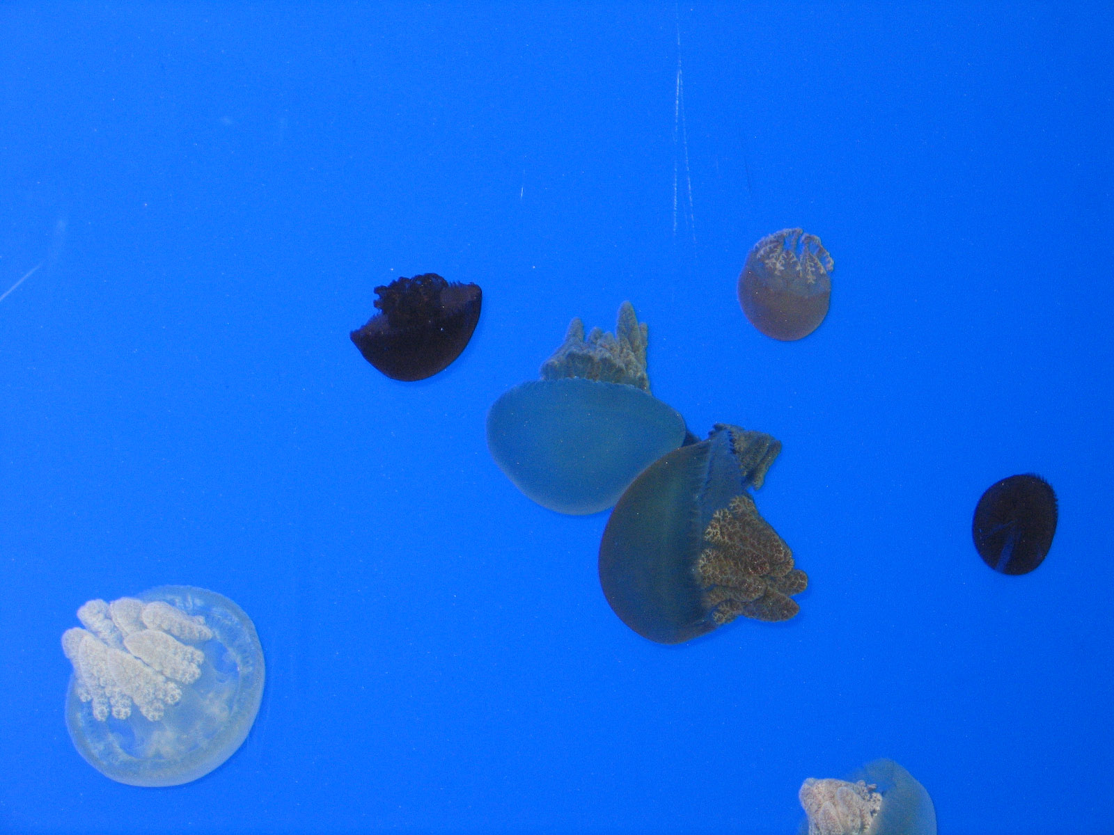 Sea Jellys - Apr 2006