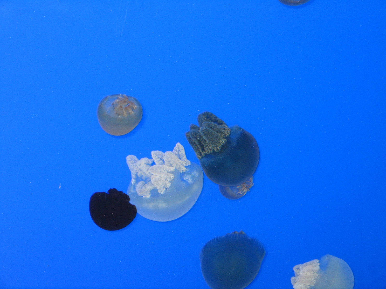 Sea Jellys - Apr 2006