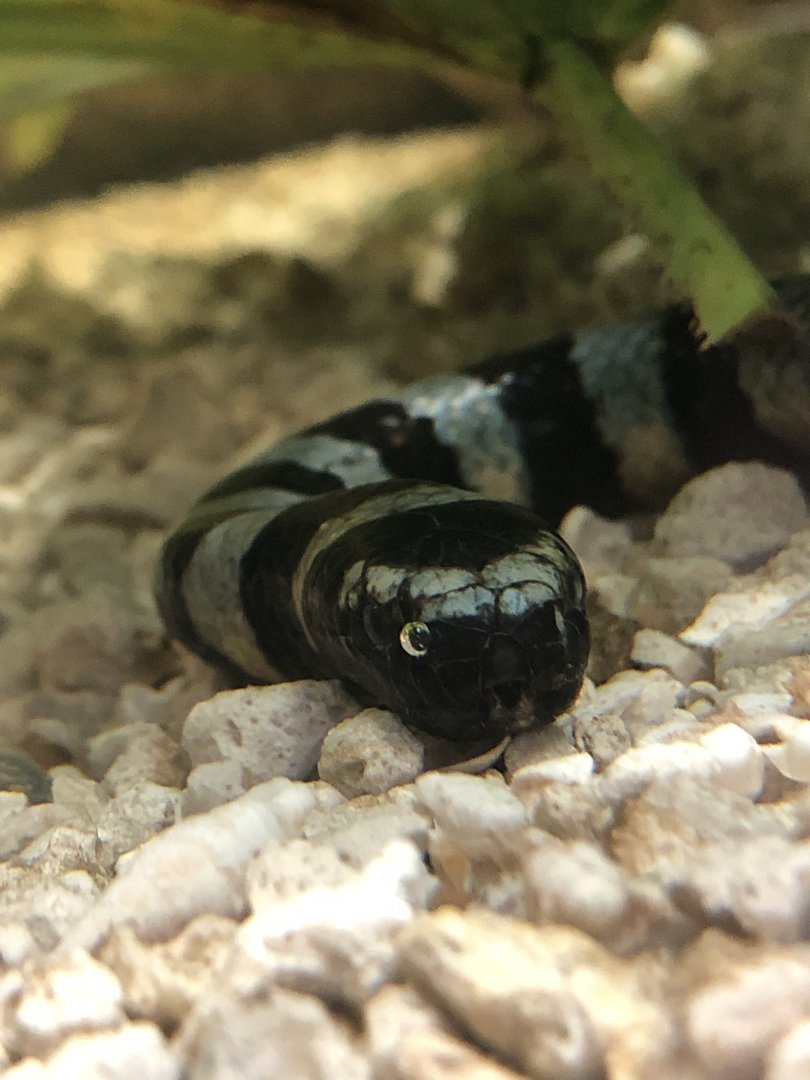 Sea krait