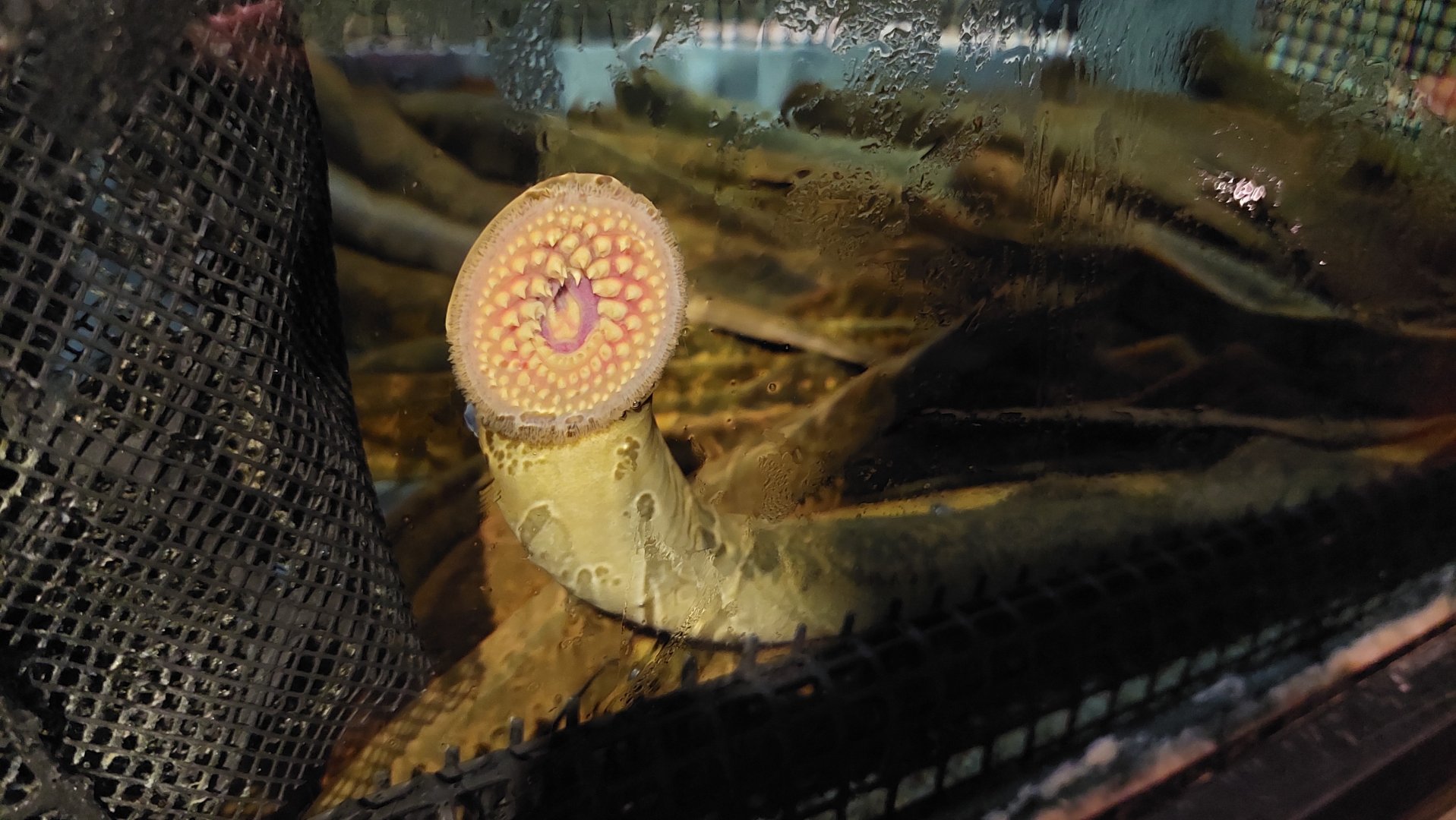 Sea lamprey (Cyprinella spiloptera)