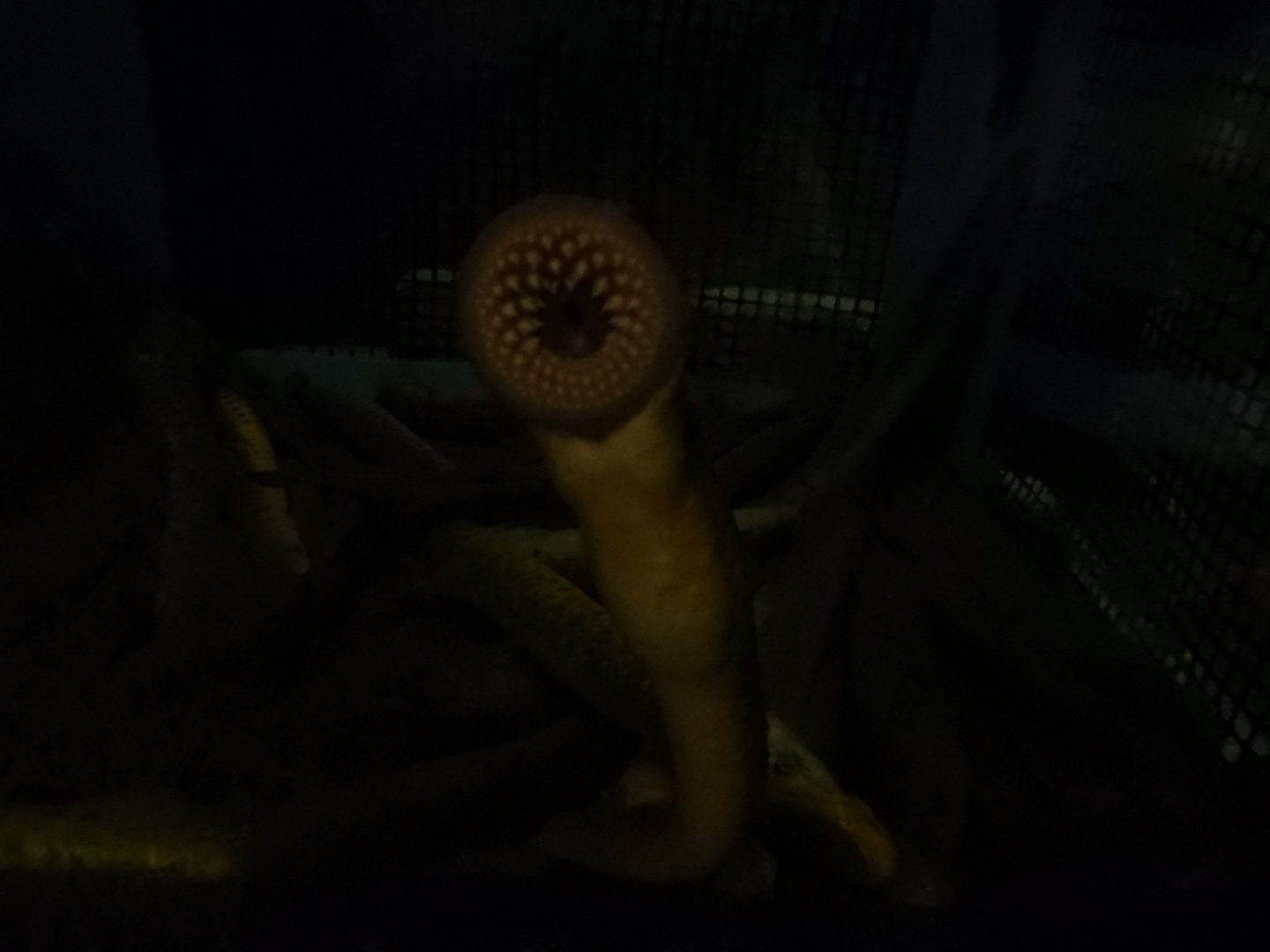 Sea Lamprey (Petromyzon marinus)