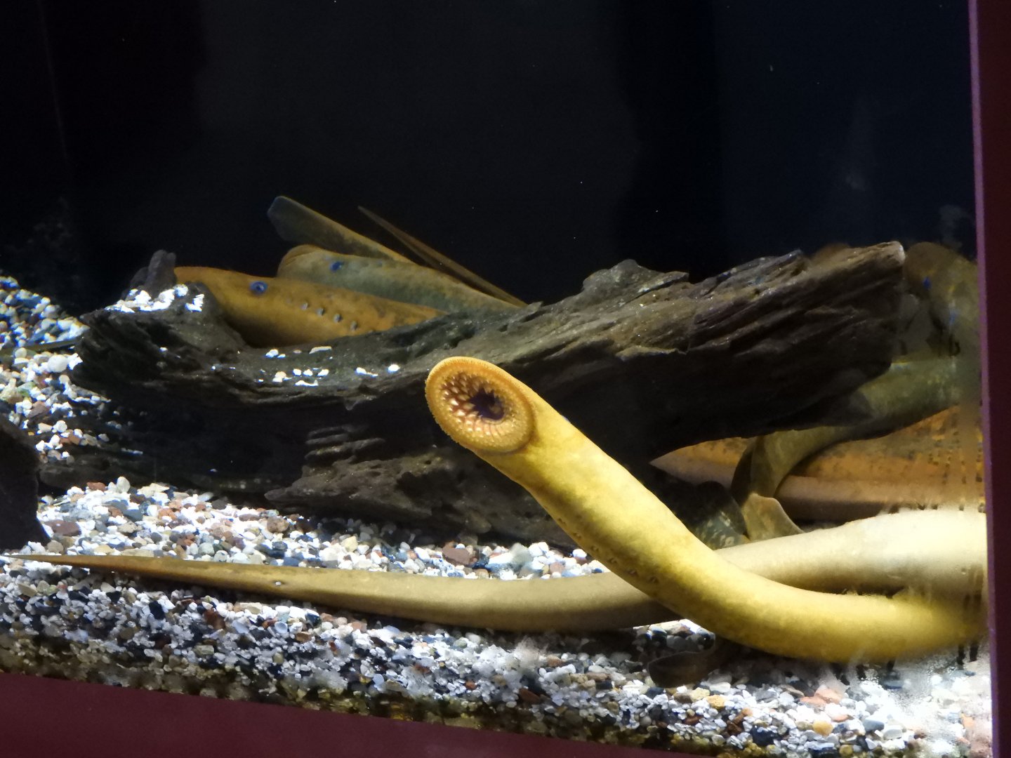 Sea Lamprey (Petromyzon marinus)
