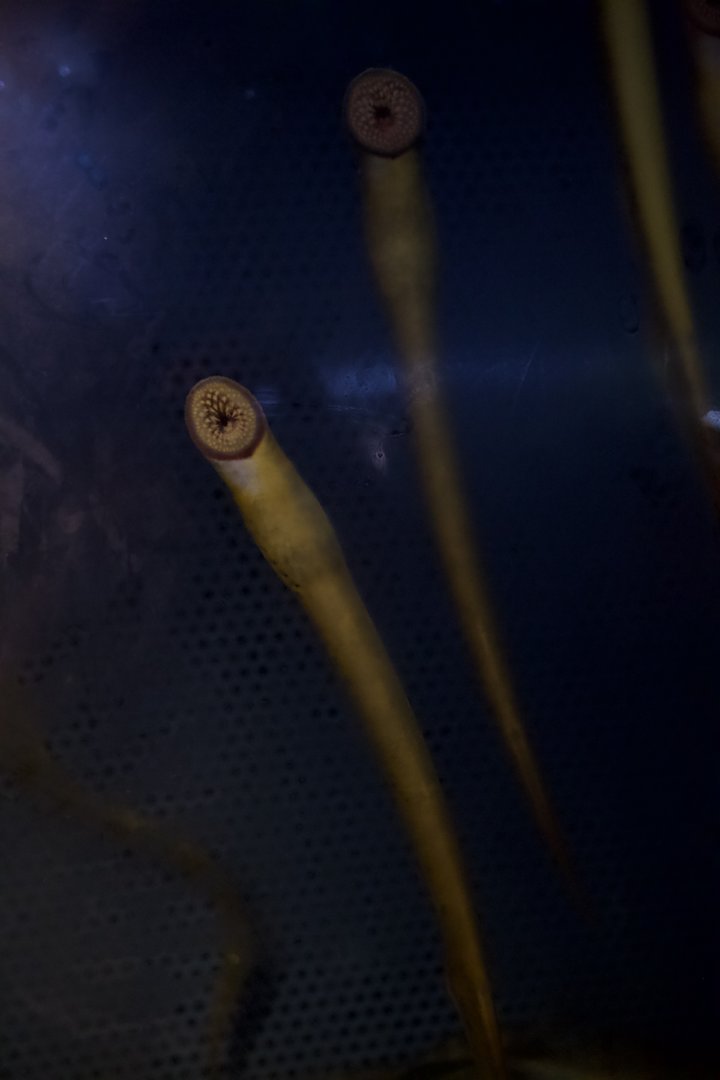 Sea Lamprey/ Petromyzon marinus
