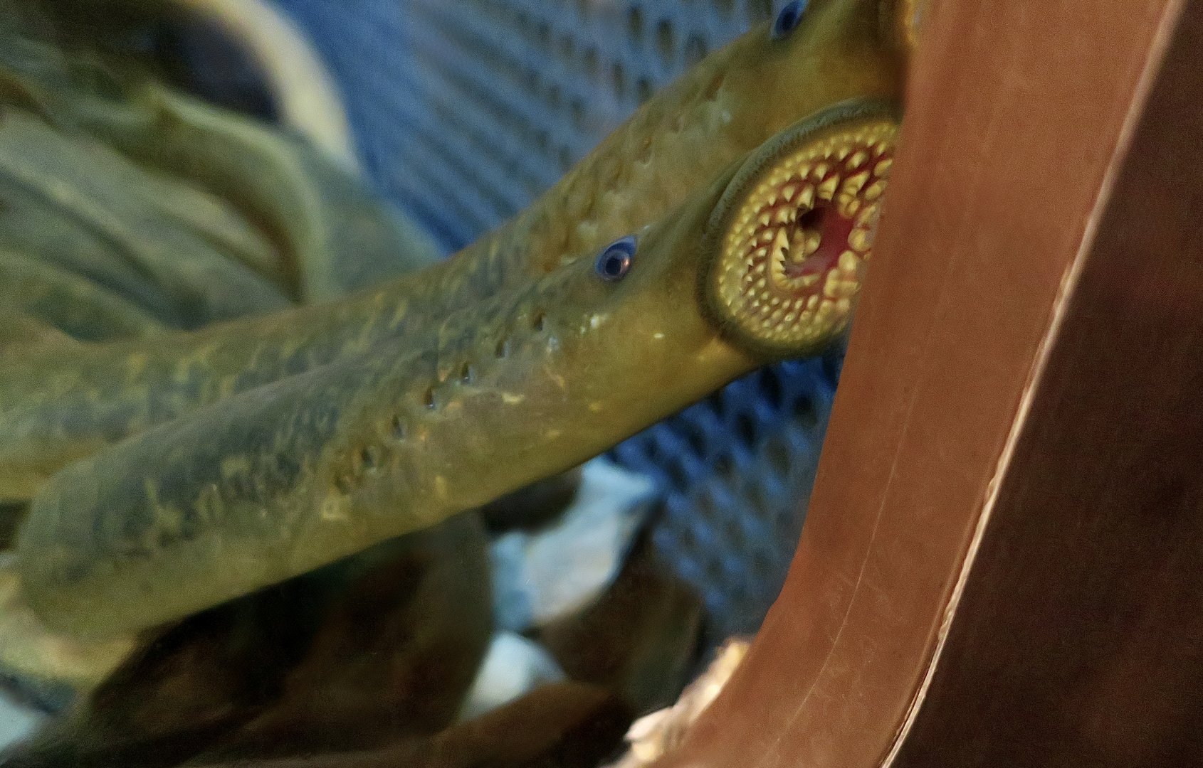 Sea Lamprey (Petromyzon marinus)