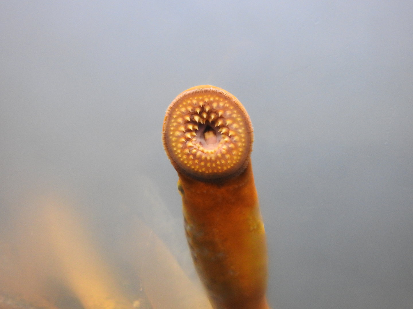Sea Lamprey