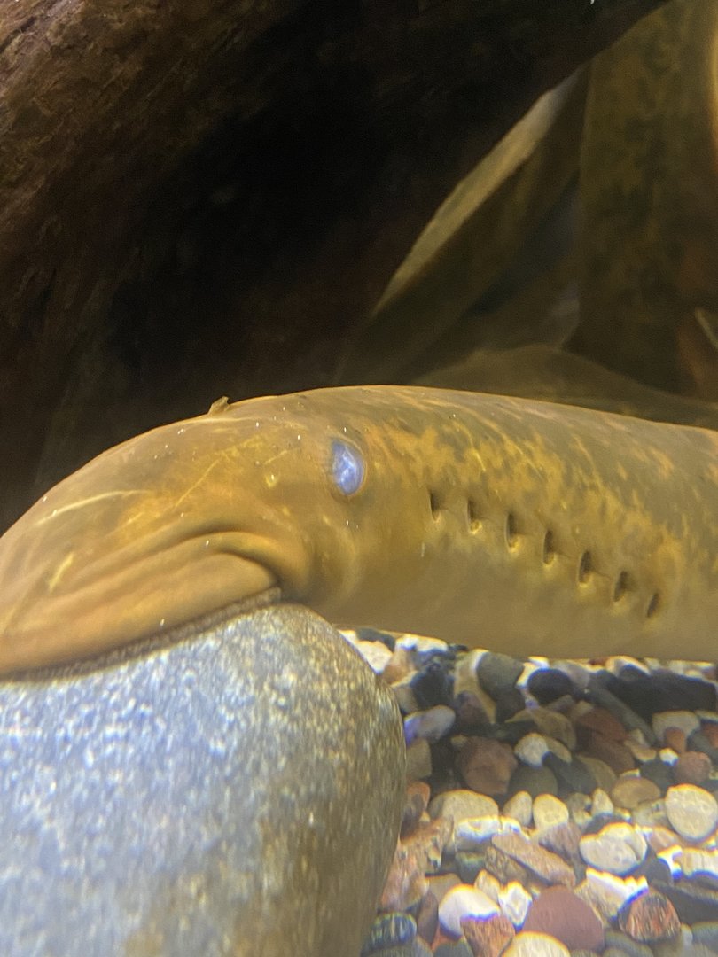 Sea Lamprey