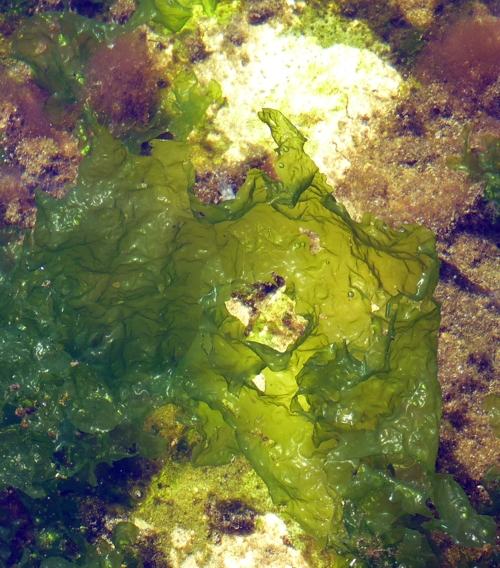 Sea lettuce (Ulva lactuca)
