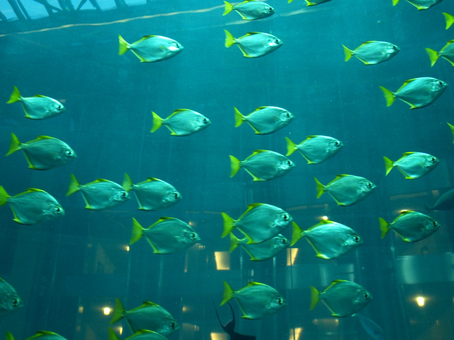 Sea Life Berlin - AquaDom