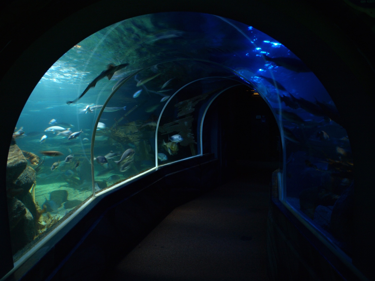 Sea Life Berlin - Ocean Tank