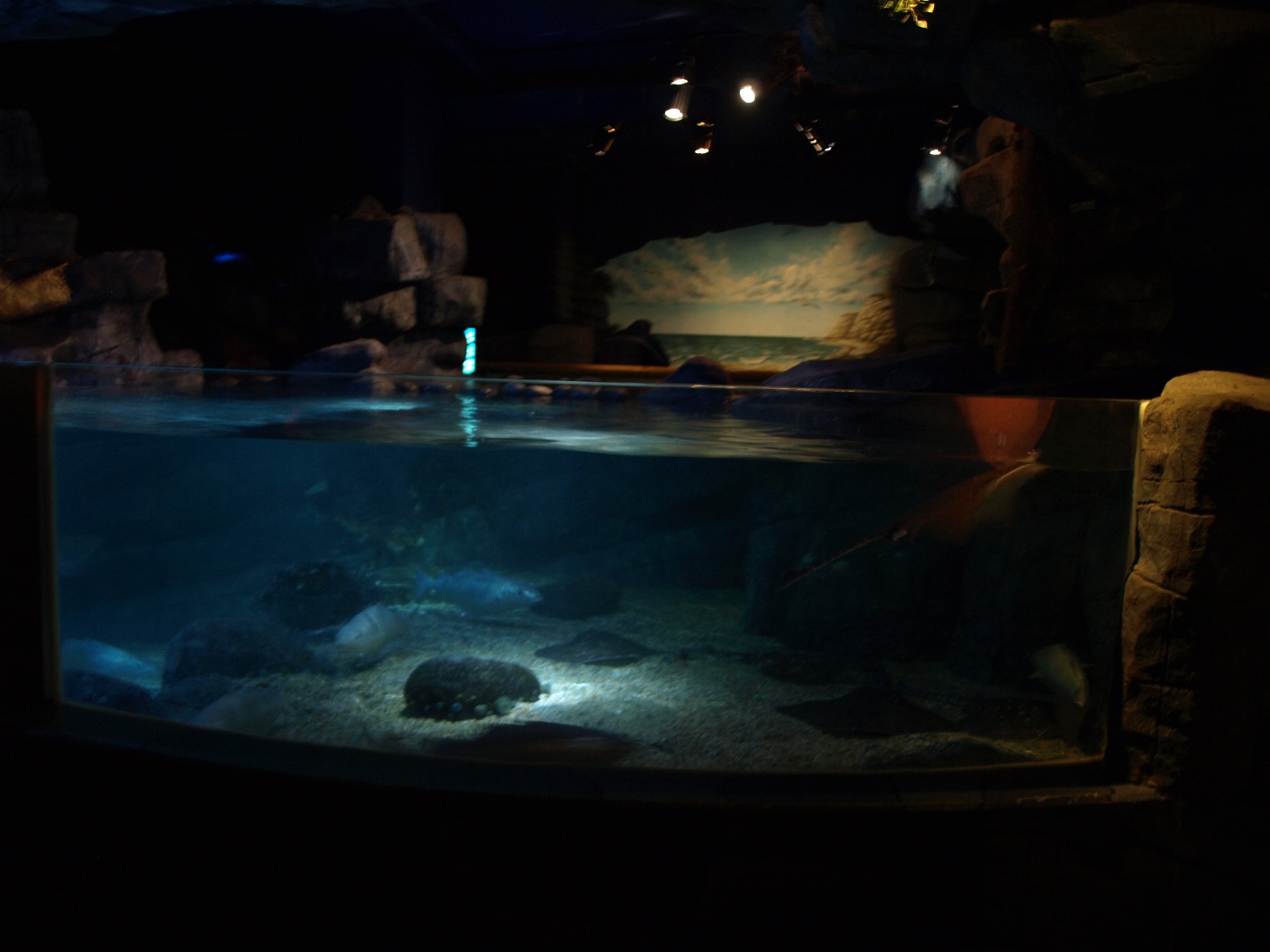 Sea Life Berlin -Ray Tank