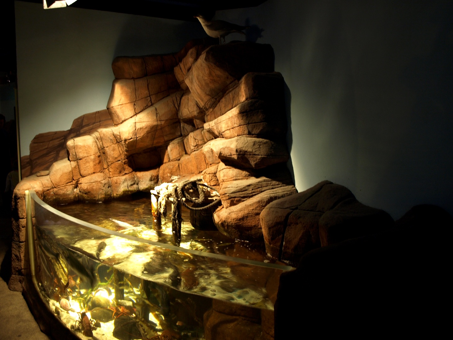 Sea Life Berlin - Rocky Shore