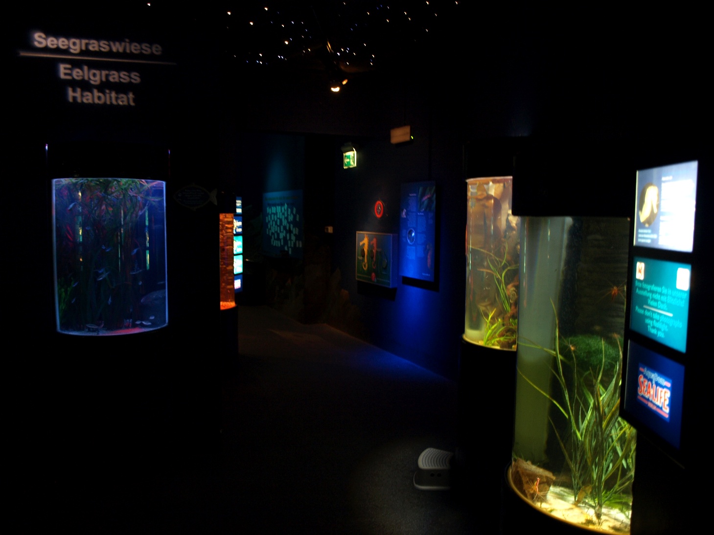 Sea Life Berlin -Seahorses