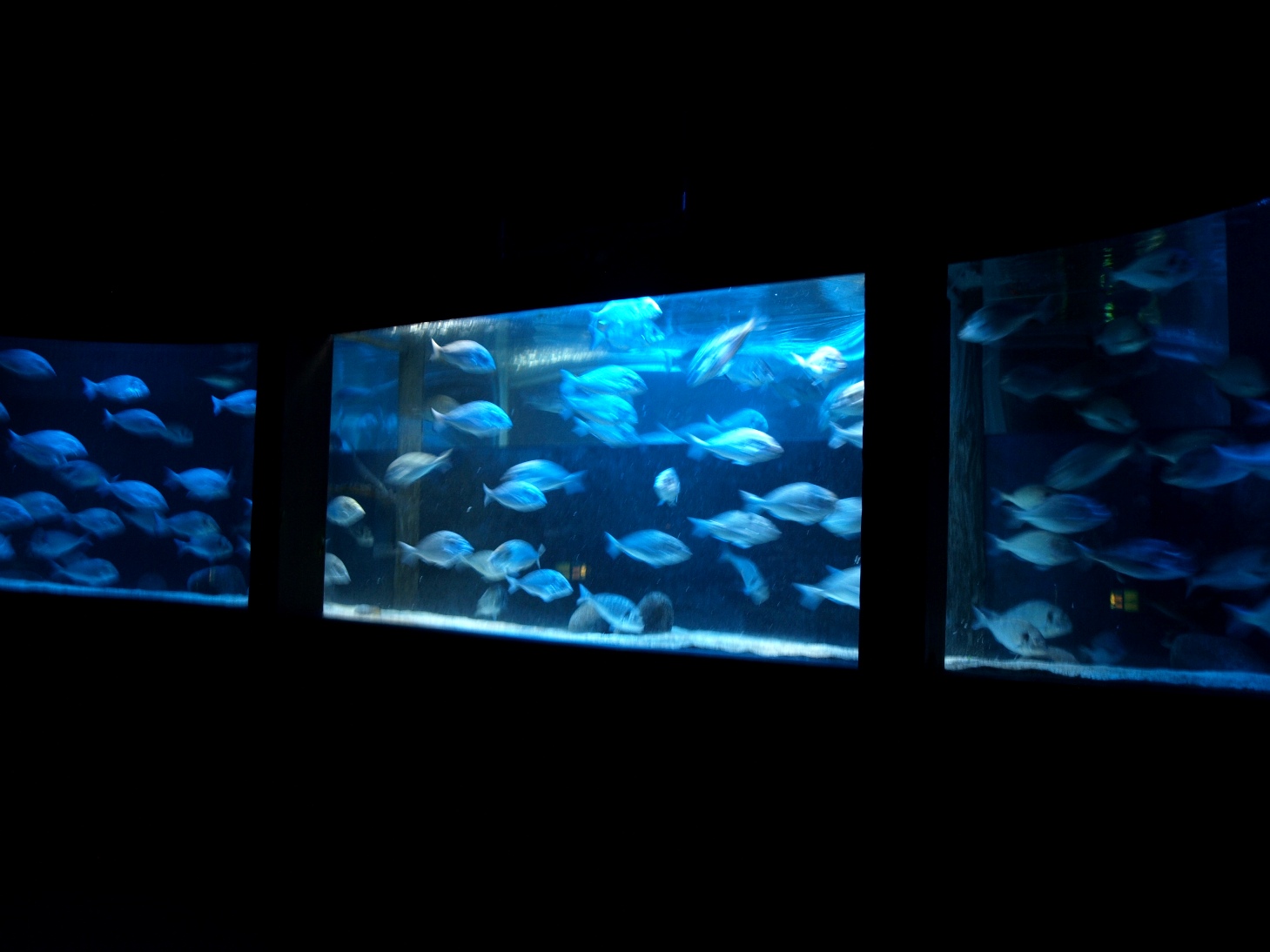 Sea Life Berlin -Shoalinring