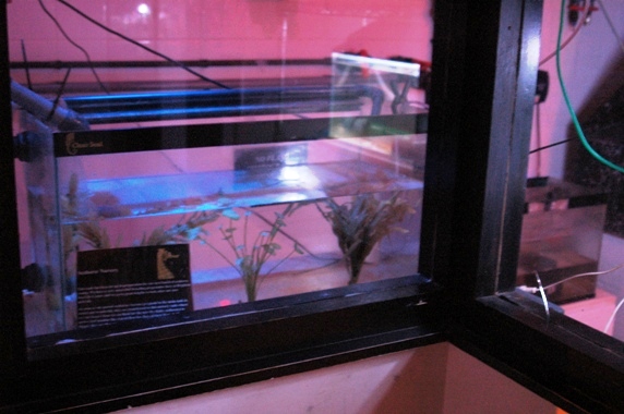 Sea Life Centre Brighton 2009