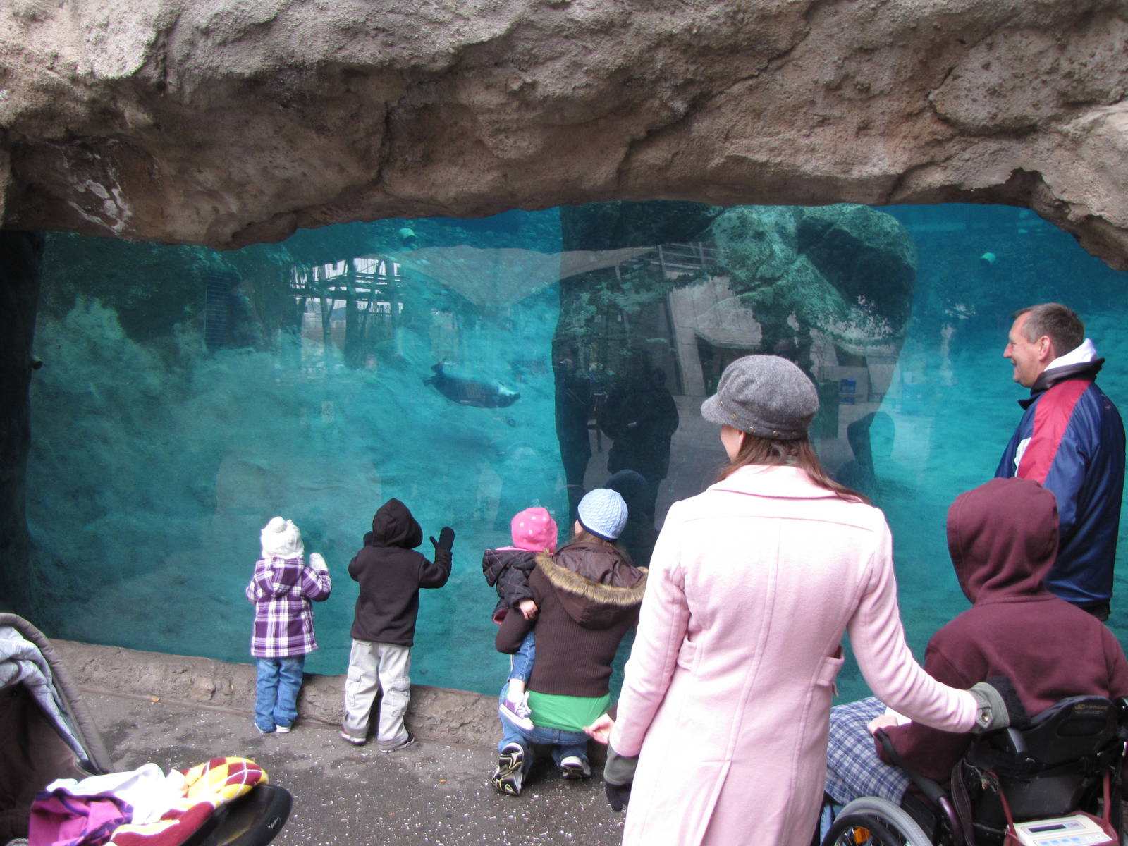 Sea Life Cliffs Underwater Viewing
