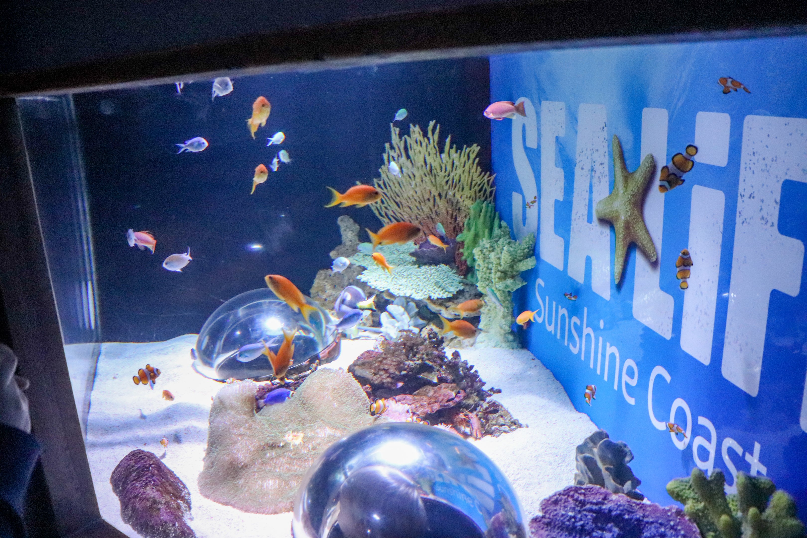 Sea Life Display Tank