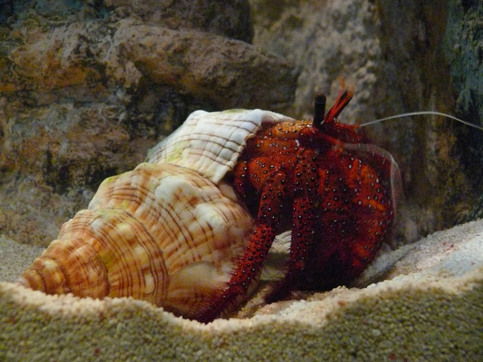 Sea Life Hannover. September 2007