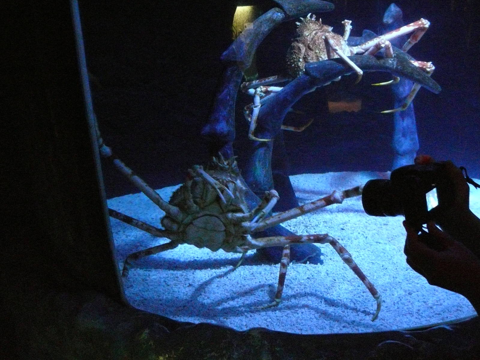 Sea Life Hannover. September 2007