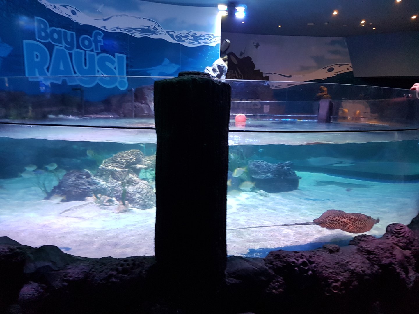 SEA LIFE Loch Lomond - bays of rays