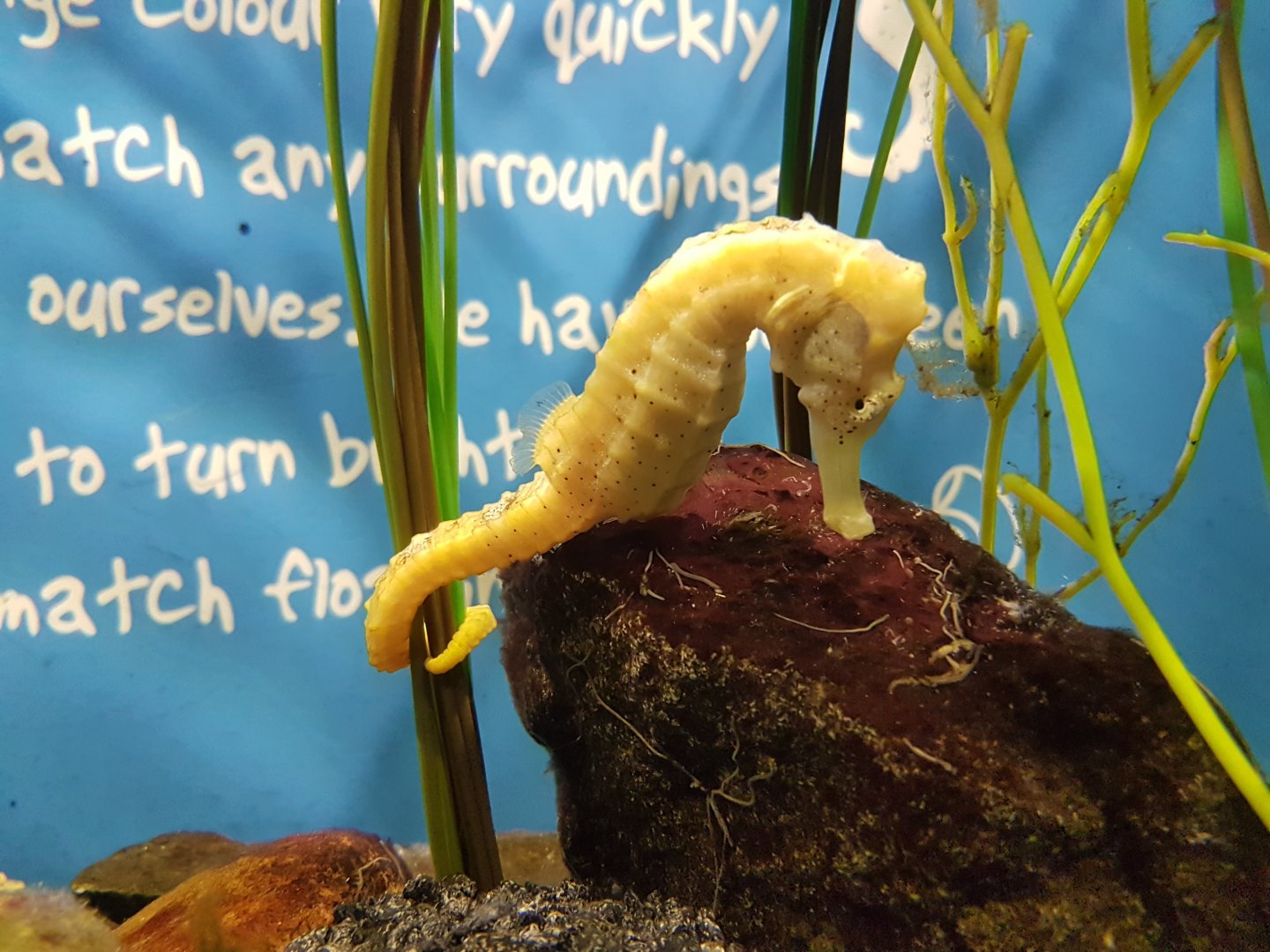 SEA LIFE Loch Lomond - seahorse