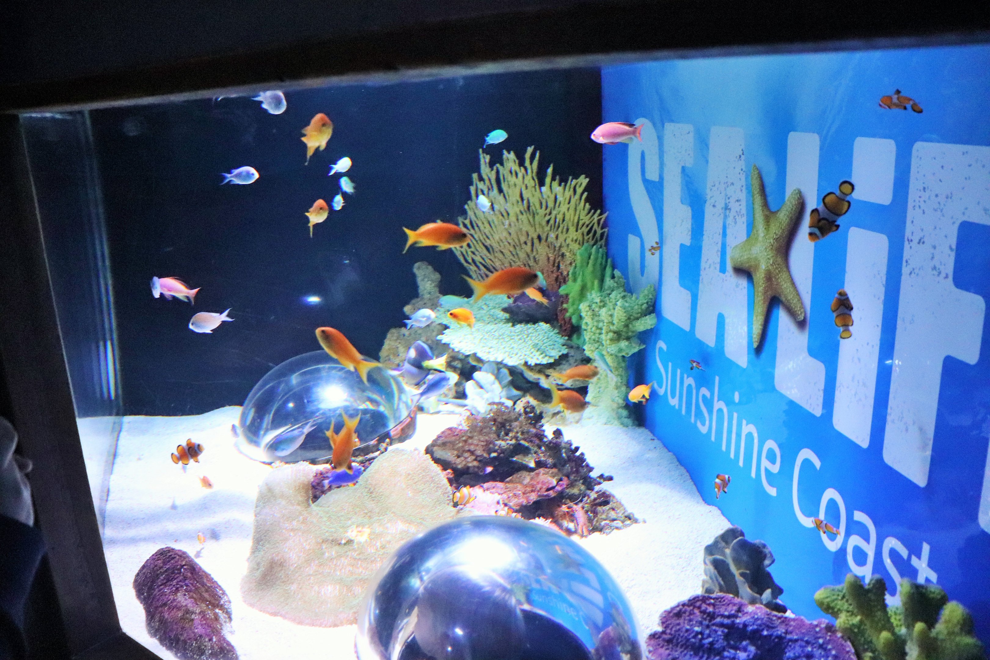 Sea Life Tank