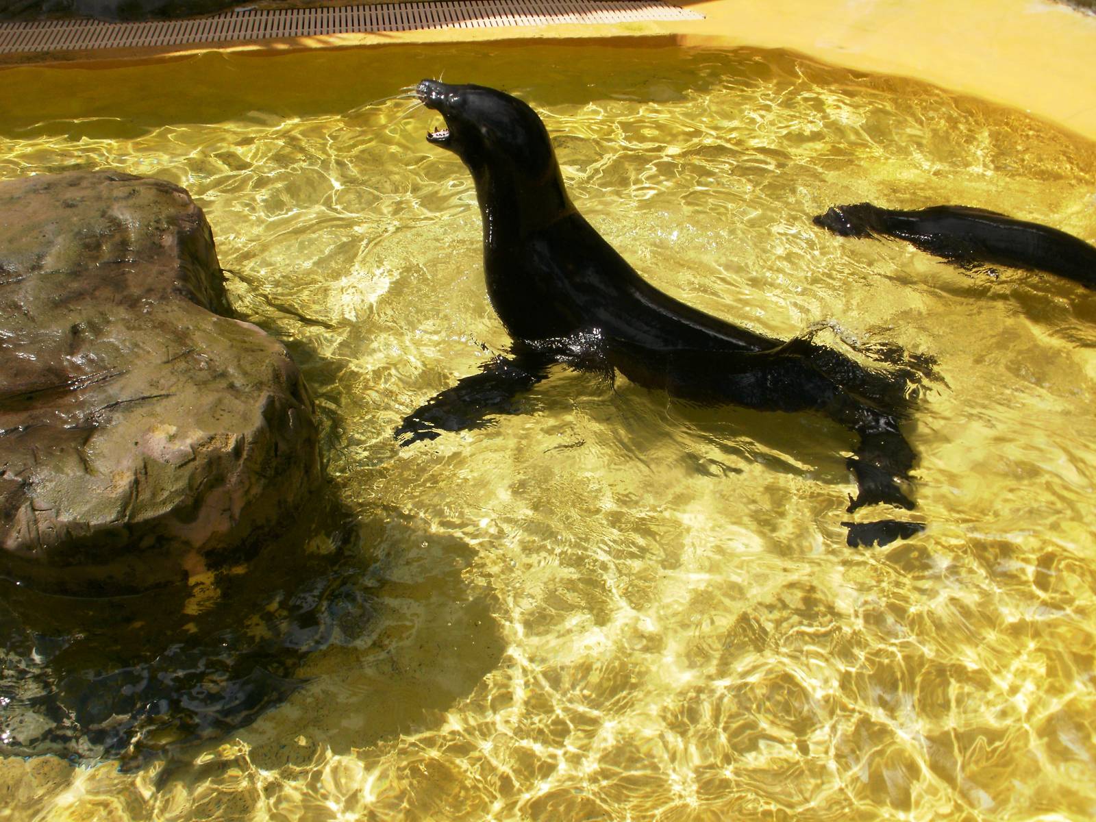 Sea Lion - 07.08.2010