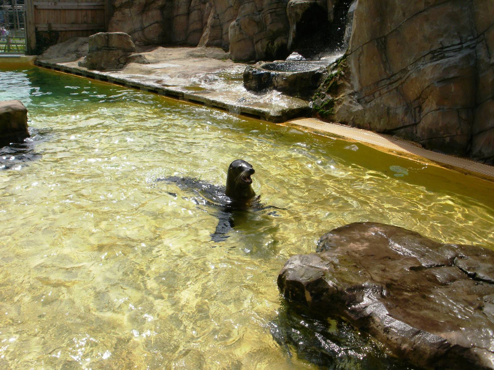 Sea Lion - 07.08.2010