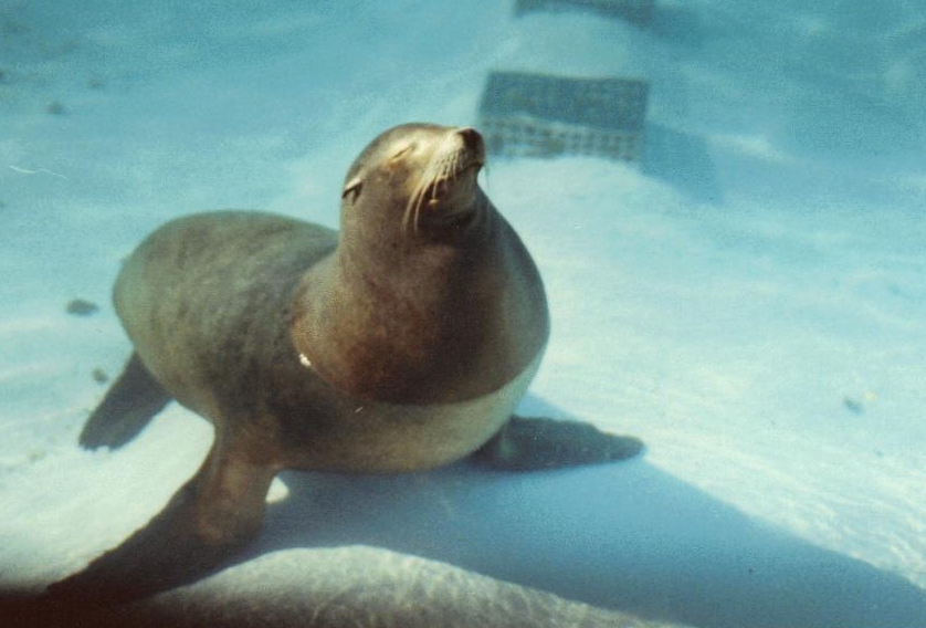 sea lion 1987