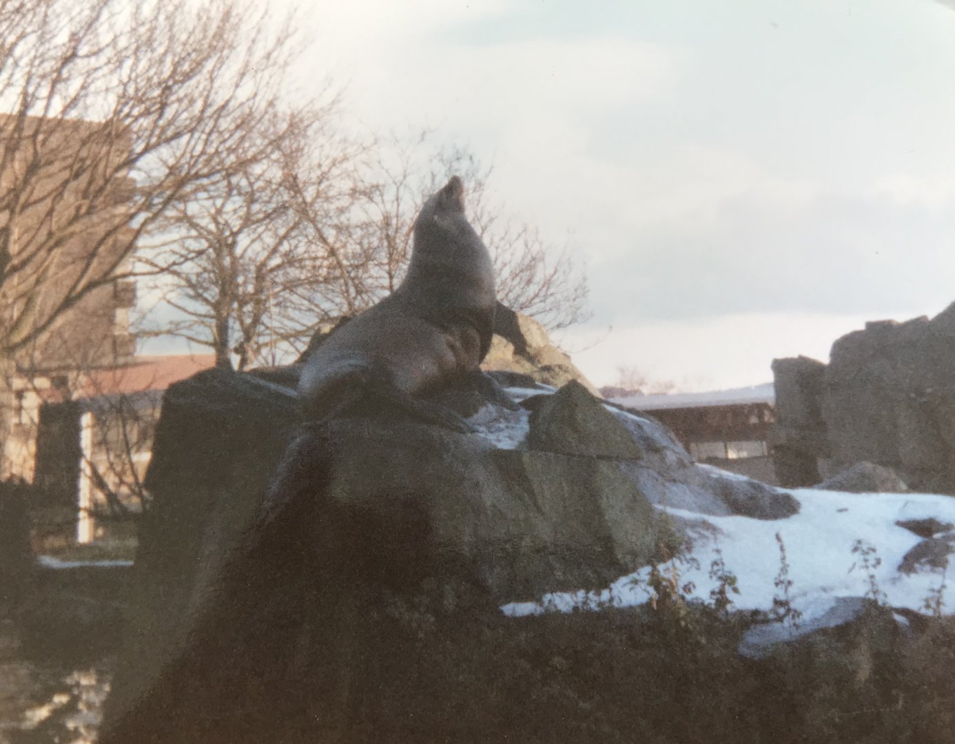 Sea lion 1990s