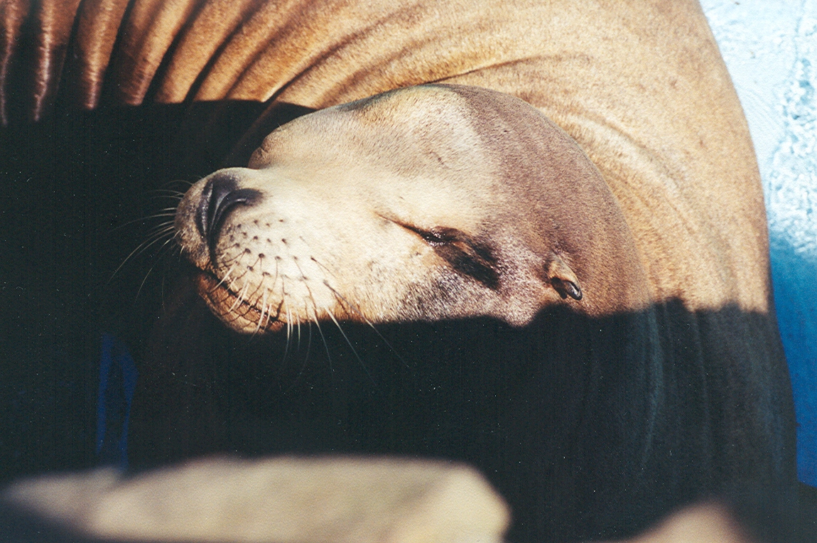 Sea Lion - 1999