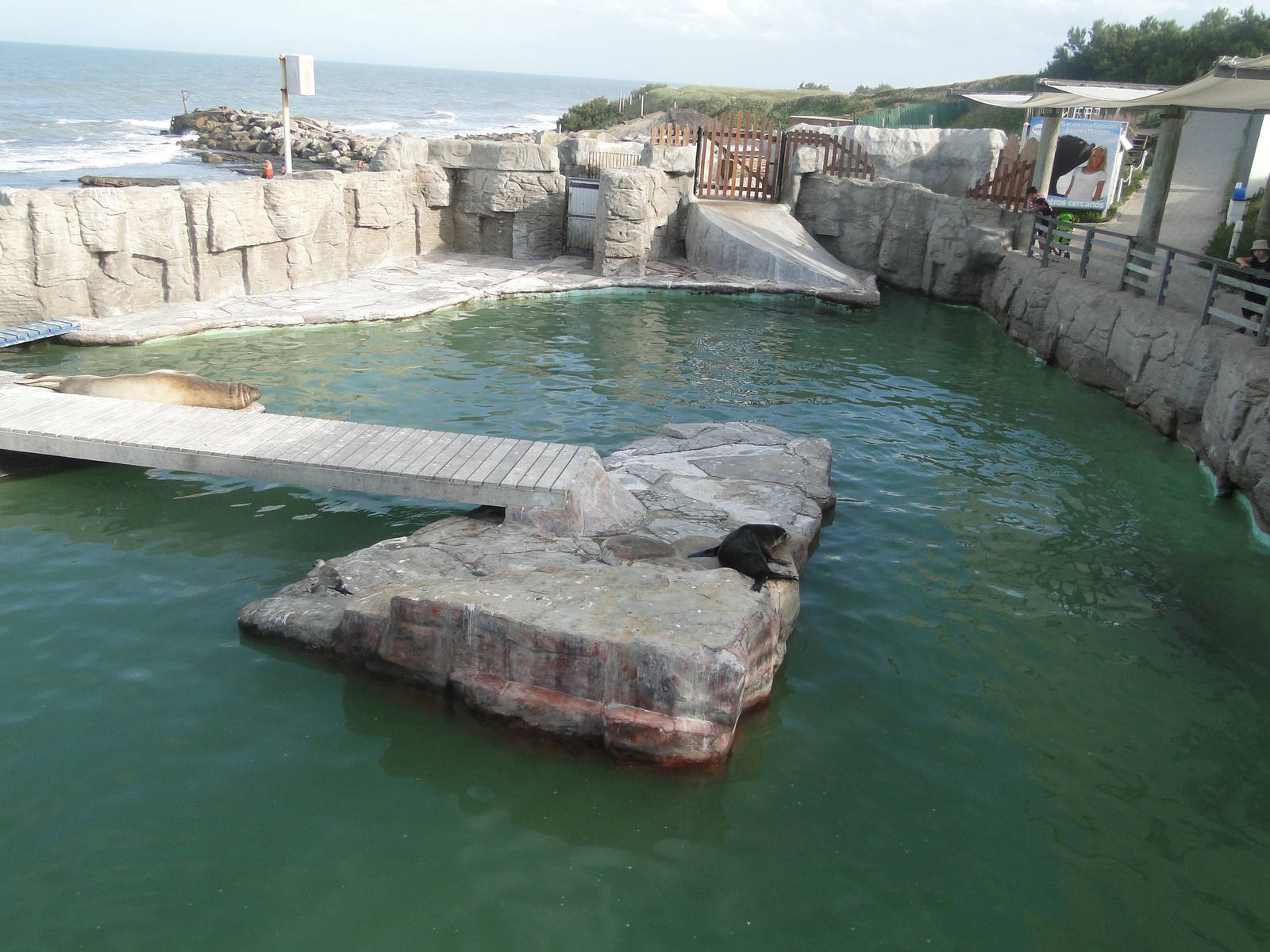 Sea Lion and Elephant Seal exhibit