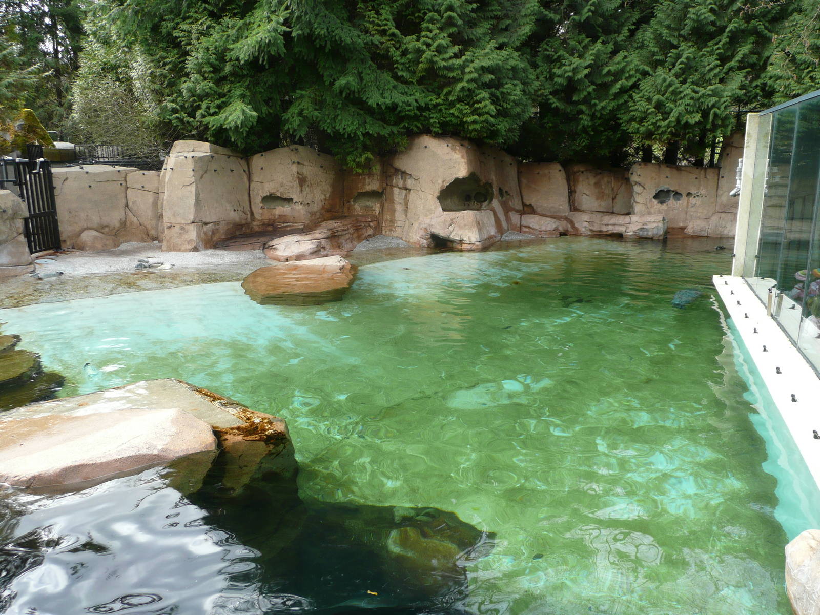 Sea Lion and Seal pool