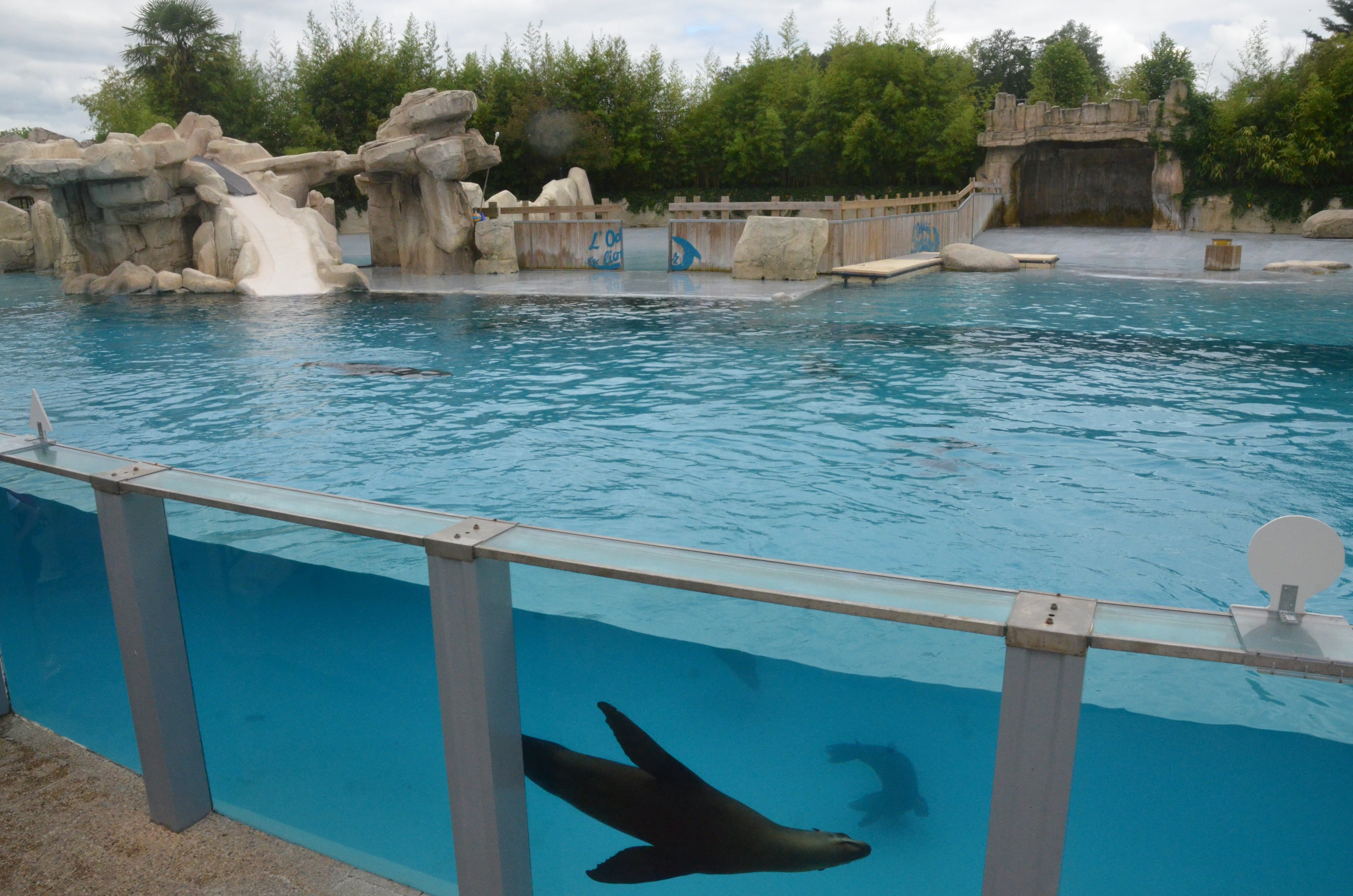 Sea Lion Arena at Beauval, 12/06/18